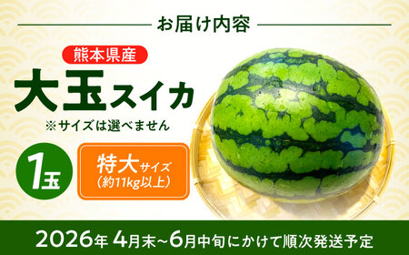 【先行予約】 大玉スイカ！ 特大サイズ（約11kg以上）　厳選 1玉！ すいかの名産地 熊本からお届け 【城野農園】[ZFV003]