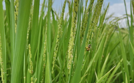 〈令和7年度産米〉 【天日塩を使用】一鹿米 森のくまさん 白米 5kg【株式会社 夢アグリ】 令和7年産 [ZCL001]