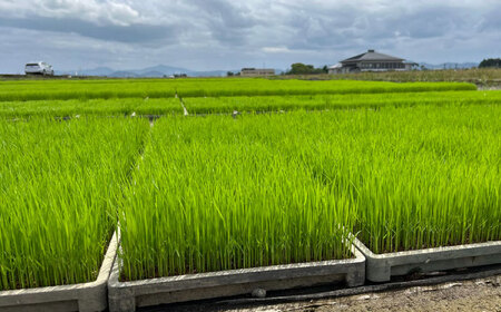 〈令和7年度産米〉 【天日塩を使用】一鹿米 森のくまさん 白米 5kg【株式会社 夢アグリ】 令和7年産 [ZCL001]