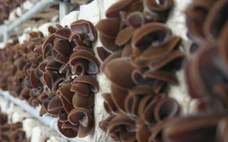 乾燥 きくらげ セット 45g×2袋、20g×2袋【株式会社 地の塩社】[ZAN001]