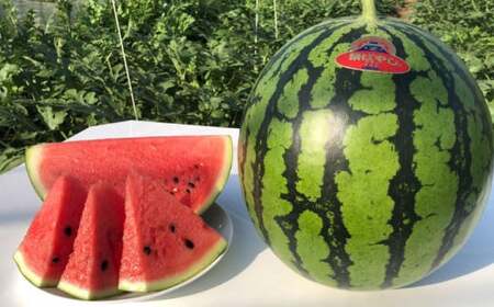 【先行予約】【初夏に実った贈り物】大玉 スイカ 約7kg【なかむら農園】[ZBH001]