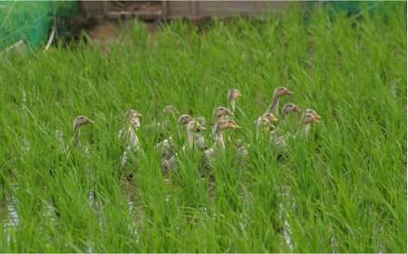 〈令和7年度産米〉米 菊鹿の米アイガモ農法米玄米2kg×2袋 令和7年産ZBI001