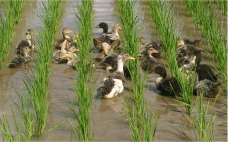 〈令和7年度産米〉菊鹿の米アイガモ農法米白米2kg×2袋お米コメこめご飯白米令和7年産 [ZBI004]