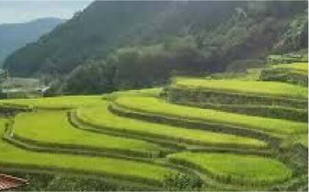 〈令和7年度産米〉菊鹿の米ヒノヒカリ白米 5kg×2袋米お米 5kg 2袋 10kg 令和7年産 ZBI005