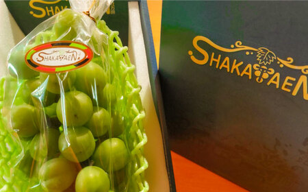 【2026年発送先行予約】 社方園の シャインマスカット 一房 化粧箱入り 【合同会社 社方園】ぶどう 大粒  熊本 熊本県産 国産シャインマスカット[ZBZ005]