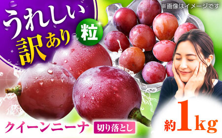 【2026年発送先行予約】訳あり クイーンニーナ ぶどう 切り落とし 約1kg  【合同会社 社方園】 赤ぶどう 1kg 家庭用 葡萄 訳ありクイーンニーナ  [ZBZ008]