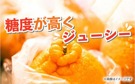 不知火 約5kg不知火はデコポンと同品種 [ZBG010]