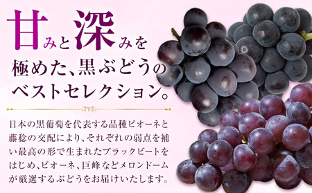 【先行予約】厳選 熊本県産のぶどうセット 約1kg 品種おまかせ ブラックビート ピオーネ 巨峰 【メロンドーム】 有限会社七城町特産品センター《8月上旬-8月末頃出荷》熊本県 菊池市 果物 フルーツ ぶどう ブドウ 葡萄 セット 食べ比べ 熊本県産 送料無料