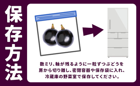 【先行予約】厳選 熊本県産のぶどうセット 約1kg 品種おまかせ ブラックビート ピオーネ 巨峰 【メロンドーム】 有限会社七城町特産品センター《8月上旬-8月末頃出荷》熊本県 菊池市 果物 フルーツ ぶどう ブドウ 葡萄 セット 食べ比べ 熊本県産 送料無料
