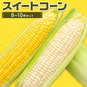 スイートコーンセット 8-10本【養生市場】 コーン とうもろこし 品種おまかせ ランダム 野菜 九州産 熊本県産 送料無料《5月上旬-6月末頃出荷》