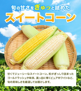 スイートコーンセット 8-10本【養生市場】 コーン とうもろこし 品種おまかせ ランダム 野菜 九州産 熊本県産 送料無料《5月上旬-6月末頃出荷》