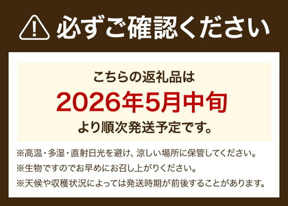 スイートコーンセット 8-10本【養生市場】 コーン とうもろこし 品種おまかせ ランダム 野菜 九州産 熊本県産 送料無料《5月上旬-6月末頃出荷》