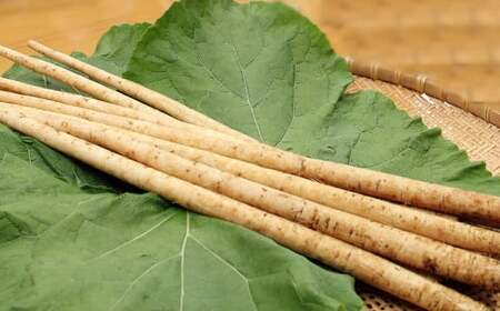 きくち水田ごぼう 約1kg《90日以内出荷予定(土日祝除く)》