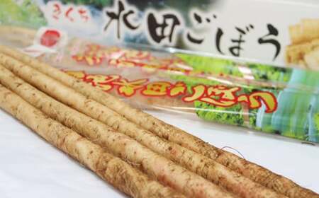 きくち水田ごぼう 約1kg《90日以内出荷予定(土日祝除く)》