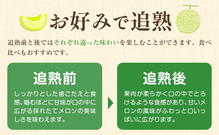 【先行予約】メロン 肥後グリーンメロン 特大 4L ～ 5L サイズ 2玉 約2～2.4kg×2 MOTOYAMA358FARM 《2026年4月中旬-6月中旬頃出荷》 熊本県 菊池市 メロン 果物 フルーツ 九州産 国産 送料無料