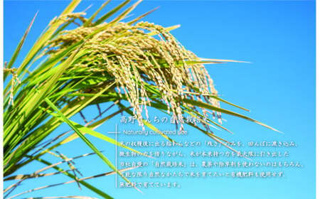 自然栽培米 レトルトご飯 150g×6個 ごはん インスタント パック