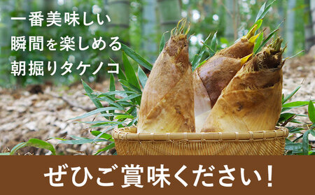 筍 朝掘りタケノコ 約4kg(3-9本) 株式会社GGYパッケージ《2026年4月上旬-4月下旬頃出荷》熊本県 菊池市 たけのこご飯 土佐煮 五目煮 チンジャオロース 野菜 国産 新鮮 旬 春 送料無料
