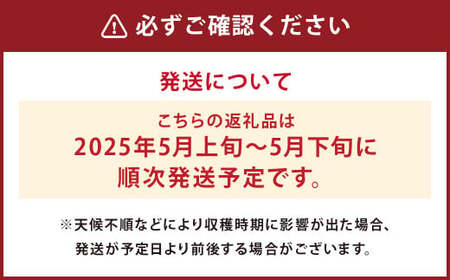 つるたファームの朝採り春風レッドメロン 4玉セット【2025年5月上旬～5月下旬発送予定】 フルーツ 果物 くだもの メロン レッドメロン