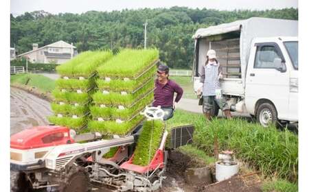 【令和6年産】 七城のお米 ぴかまる 5kg 米 白米 精米 こめ コメ お米 ごはん ご飯 熊本県産