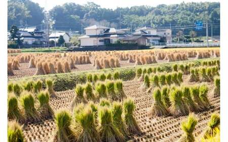 【令和6年産】 七城のお米 ぴかまる 5kg 米 白米 精米 こめ コメ お米 ごはん ご飯 熊本県産