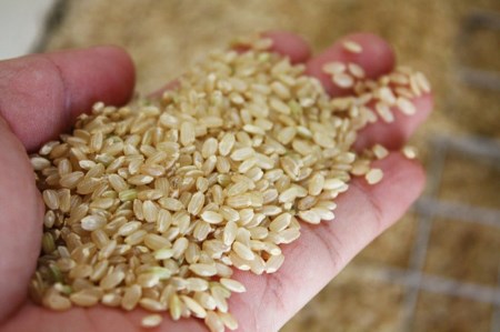 熊本県菊池産 ヒノヒカリ 玄米 30kg(5kg×6袋) もち麦入り雑穀米 1.2kg(200g×6袋) 米 お米 残留農薬ゼロ 低温貯蔵