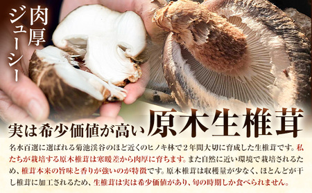 原木椎茸堪能セット 肉厚原木生椎茸 500g しいたけのデュクセル 2本 オリーブオイルマリネ 1本 合同会社 原田山業《90日以内に出荷予定(土日祝除く)》熊本県 菊池市 椎茸 しいたけ きのこ 肉厚 デュクセル オリーブオイル マリネ 瓶詰め セット 詰め合わせ