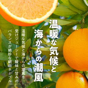 101-12　村田果樹園　網田ネーブルと不知火の詰め合わせ　約3kg