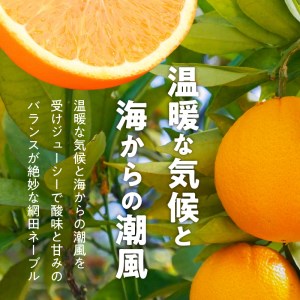 101-16 村田果樹園 減農薬で安心安全な完熟網田ネーブル 約3kg(8玉~12玉)