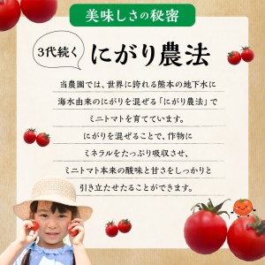 F137-1 熊本県産 ミニトマト 約1.5kg 「さくまのあまこい」