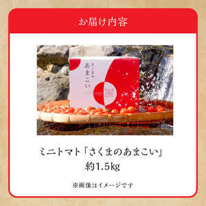 F137-1 熊本県産 ミニトマト 約1.5kg 「さくまのあまこい」