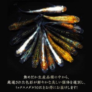 138-6　舞めだか生産 特選 『ミックスメダカ』 50匹