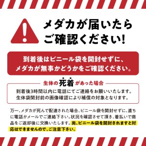 138-6　舞めだか生産 特選 『ミックスメダカ』 50匹