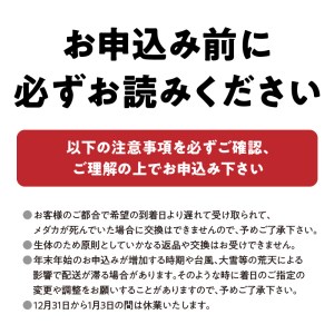 138-6　舞めだか生産 特選 『ミックスメダカ』 50匹
