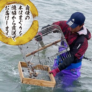 46-25　網田漁業協同組合　本ハマグリ　約1ｋｇ