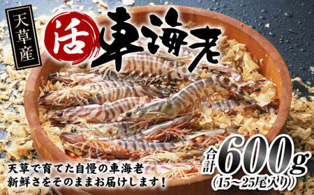 【配送指定日必須】天草産 活車海老 600g（15～25尾入り）【発送期間2025年11月5日から2026年3月31日】活き海老 刺身 車エビ えび 活き車海老 車えび 