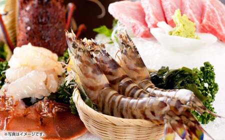 【配送指定日必須】天草産 活車海老 600g（15～25尾入り）【発送期間2025年11月5日から2026年3月31日】活き海老 刺身 車エビ えび 活き車海老 車えび 