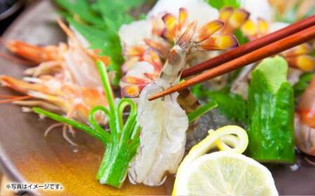 【配送指定日必須】天草産 活車海老 600g（15～25尾入り）【発送期間2025年11月5日から2026年3月31日】活き海老 刺身 車エビ えび 活き車海老 車えび 