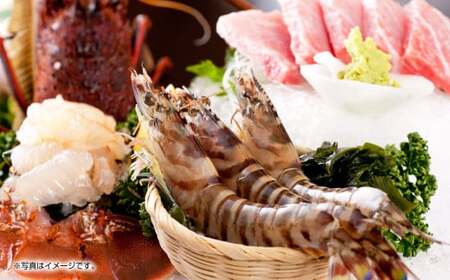 【配送指定日必須】天草産 活車海老 1000g(30~44尾入り)【発送期間2025年11月5日から2026年3月31日】活き海老 刺身 車エビ えび 活き車海老 車えび