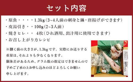 国産養殖！とらふぐ簡単調理で味わえるセット 吉宝ふぐ 1.3kg ふぐ 河豚 フグ とらふぐ トラフグ 簡単調理 刺身 鍋 から揚げ ひれ酒 出汁 3～4人前 熊本県 上天草市 【2024年10月下旬から2025年4月上旬発送開始】