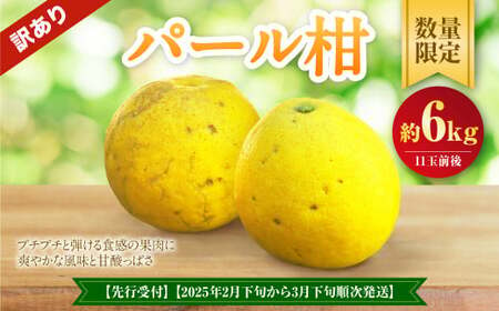 【先行受付】【数量限定】【訳あり】パール柑 約6kg 11玉前後 訳あり 訳アリ 柑橘 フルーツ 果物 果実 くだもの 九州産 熊本県 上天草市【2024年2月下旬から3月下旬順次発送】