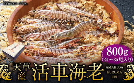 【配送指定日必須】天草産活車海老 800g 24～35尾 活き車海老 車海老 車エビ 活き海老 活きエビ えび 海老 エビ 新鮮 魚介 【発送期間2025年11月5日から2026年3月31日】
