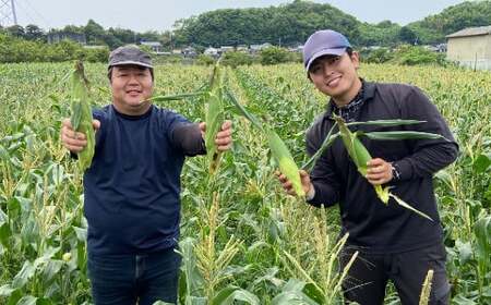 【先行受付】 とうもろこし ピュアホワイト 約4kg （11～16本） 【2025年6月上旬から6月下旬発送予定】 トウモロコシ 白いとうもろこし 白いスイートコーン コーン 野菜