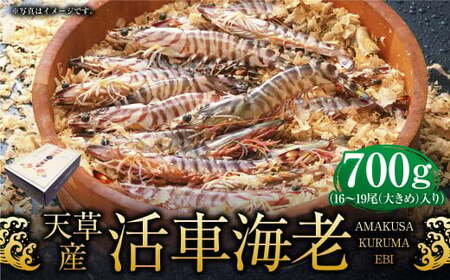 【配送指定日必須】天草産活車海老 700g 大（2L） 16～19尾 活き車海老 車海老 車エビ 活き海老 活きエビ えび 海老 エビ 新鮮 魚介 【発送期間2025年11月25日から2026年3月31日】