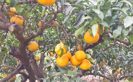 【先行受付】特別栽培不知火 5kg サイズミックス  特別栽培 不知火 柑橘 デコポン でこぽん フルーツ 果物 果実 九州産 熊本県産【2026年3月上旬から4月上旬発送予定】