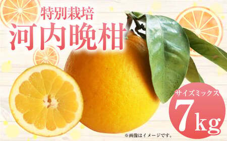 【先行受付】特別栽培河内晩柑 7kg サイズミックス 河内晩柑 晩柑 ばんかん 柑橘 みかん 果物 フルーツ【2026年4月上旬から7月上旬発送開始】