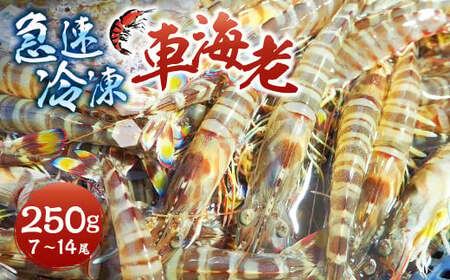 急速冷凍車海老 250g（7-14尾） 海老 えび エビ 車海老 車エビ クルマエビ 冷凍 熊本県 上天草市