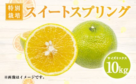 【予約販売】特別栽培 スイートスプリング 10kg サイズミックス 柑橘