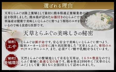 【ミシュラン星付きのプロが愛用】【着日指定不可】【数量限定】【白子付】大皿使用 国産最高級！天草とらふぐコース（3～4人前）【2024年12月下旬～2025年3月下旬発送予定】ふぐ刺し ふぐ鍋 フグ ふぐ刺身セット 河豚