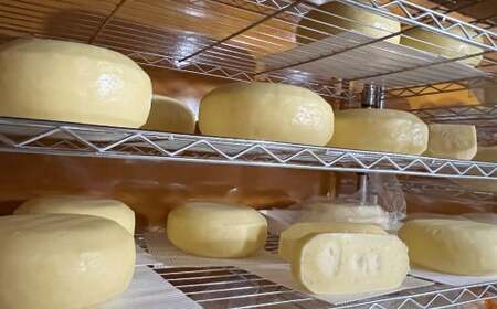 ハーフホールチーズ 約900g×1個 ／ チーズ ハーフホール 熟成 素朴 おつまみ お酒のお供 おやつ 料理 生乳 乳製品 加工食品 [041-0108]