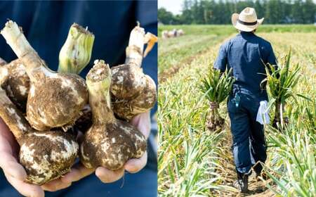 芳醇な香りと上質な風味を探求！北海道 十勝 中札内村 鎌田農園の至高にんにく 大玉 （Lサイズ） 6個入り にんにく ニンニク 大蒜 【2025年10月上旬～2026年4月上旬に順次発送予定】  [020-0024x1]